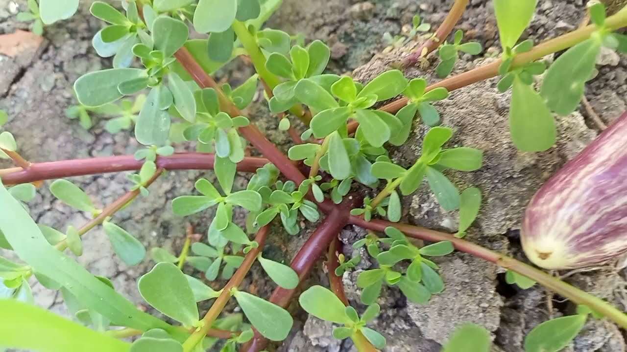 Bahçede ot sanıp koparmıştık! 1 tutamı bile vücutta mikrop bırakmıyor...