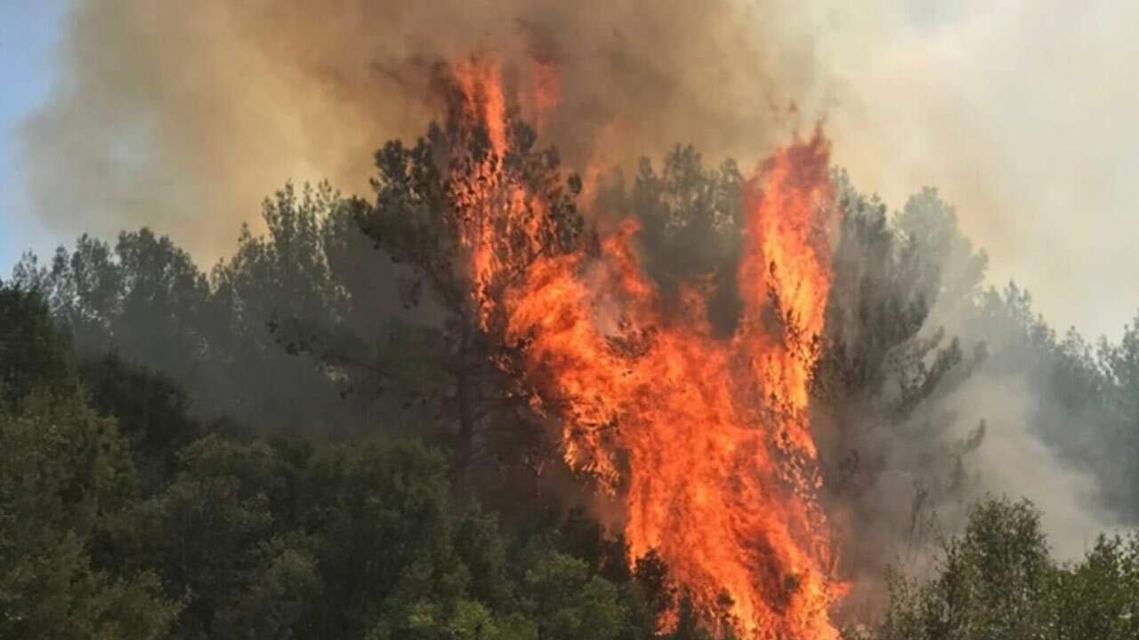 Muğla bir kez daha alevlere teslim oldu!