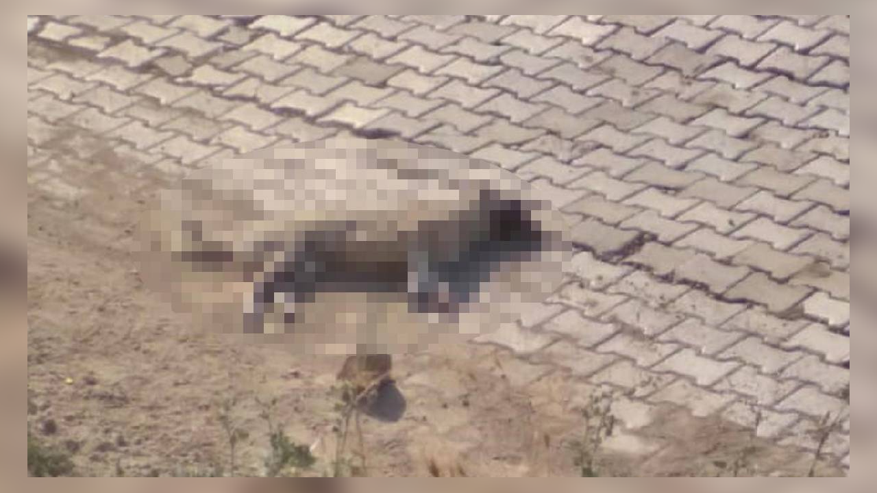 İple sarılmış zehirli etlerle hayvanları katlettiler!