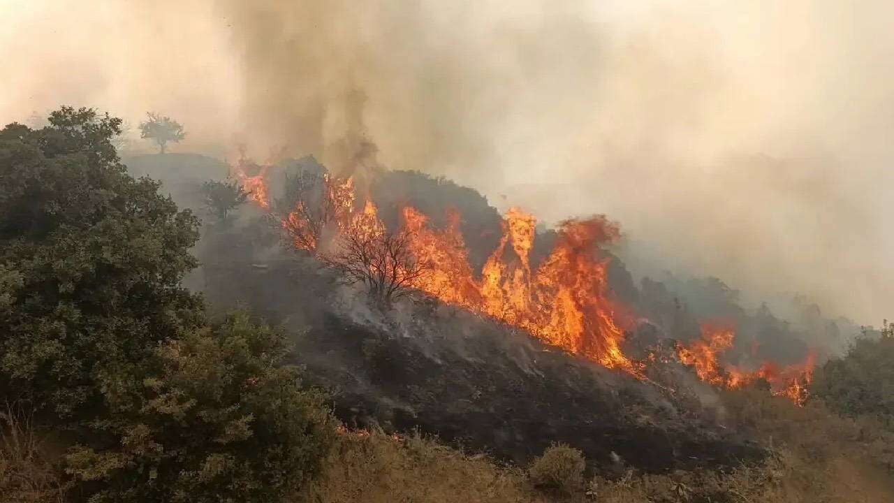 Orman yangınlarında kaç kişi tutuklandı?