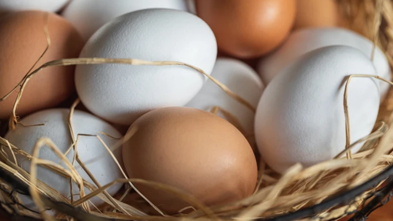 Milyonlarca yumurtada salmonella! Yüzlerce kişiyi hastanelik etti