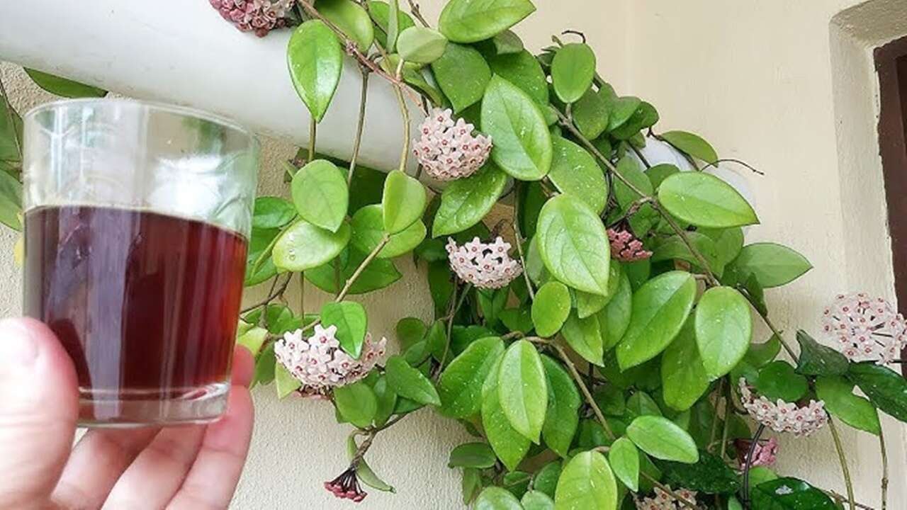 Açmayan çiçeklerin çözümü buymuş! Toprağın dibine bir kez koyun: Çiçek fışkırtıyor