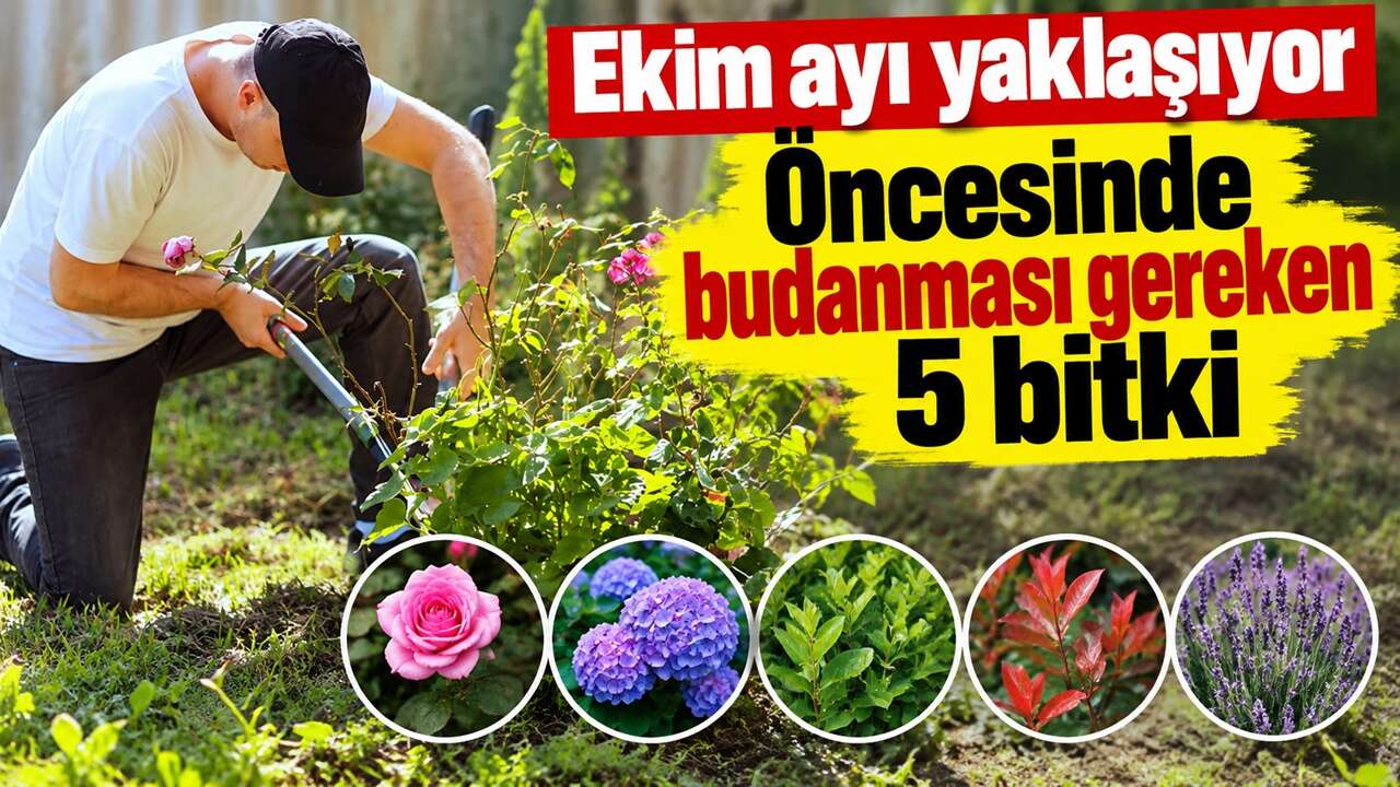 Ekim ayı yaklaşıyor. Öncesinde budanması gereken 5 bitki