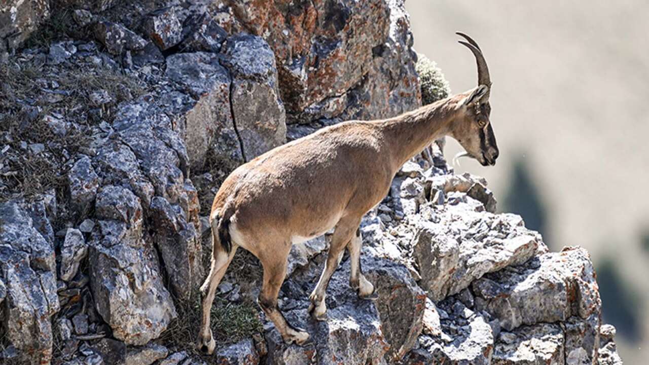 Tunceli'de dağ keçilerinin avlanması süresiz yasaklandı