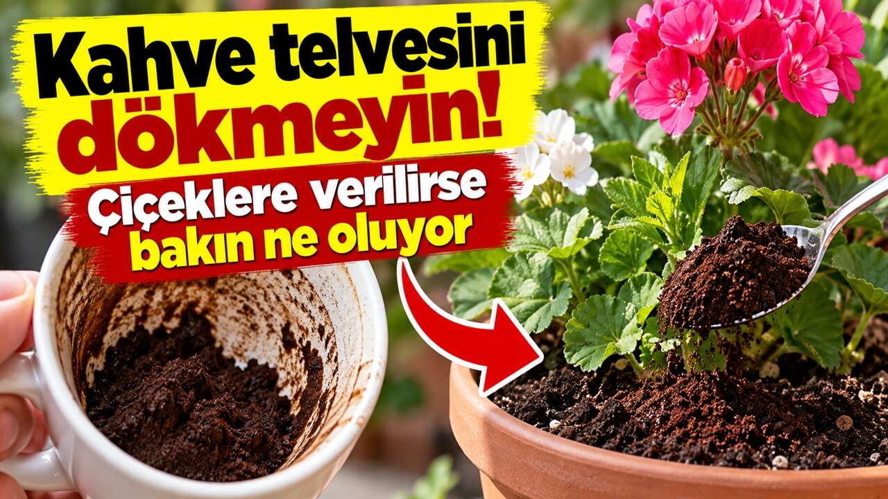 Kahve telvesini dökmeyin: Çiçeklere verilirse bakın ne oluyor