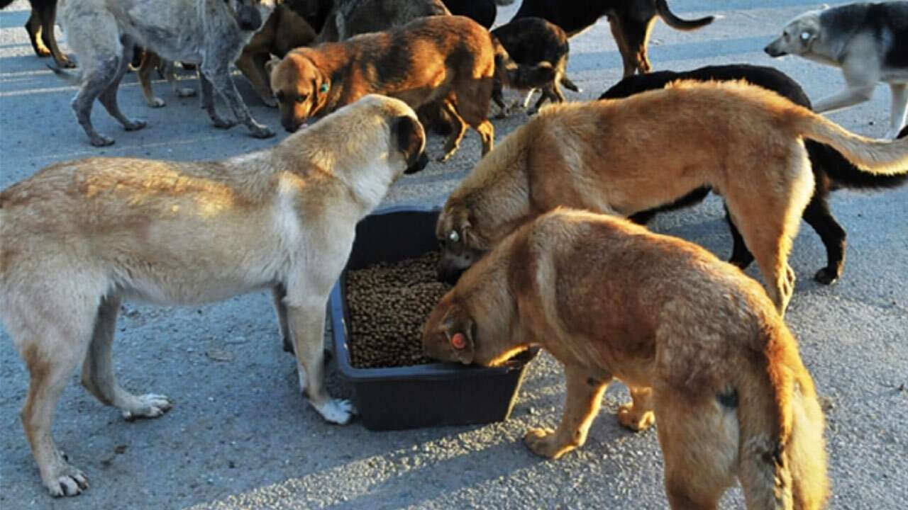 Sokakta yaşayan hayvanları beslemek yasaklandı