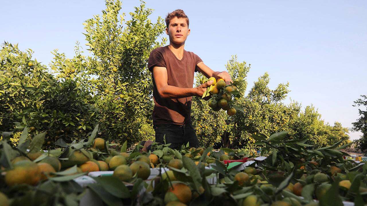 Dalında 5 lira narenciye, markette nasıl 45 lira oldu?