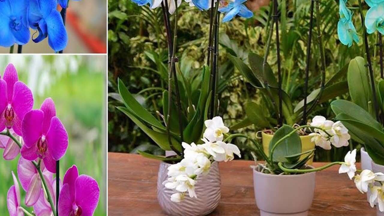 Orkideyi solmaktan kurtaran yöntem! Doğru bakımla yeniden çiçek açıyor
