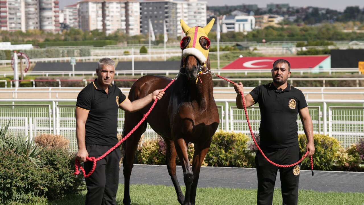 100. Gazi şampiyonu Bay Nalçakan zirvede bıraktı: Aygır olacak