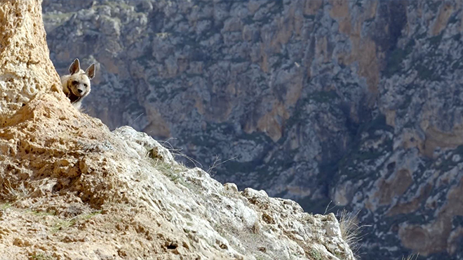 Nesli tehlike altındaki çizgili sırtlan görüntülendi