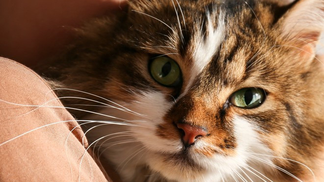 Kedilerin en az 300 farklı yüz ifadesi olduğu keşfedildi