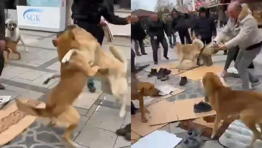 Kavga eden köpekler namaz kılan cemaatin arasına daldı