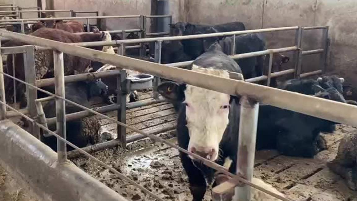 600 bin sığır ithal edilecek: Millileşen hayvanda hastalık çıkarsa tazminat ödenmeyecek