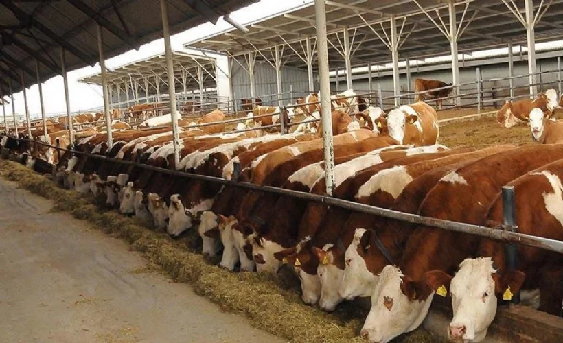 CHP'den 600 bin ithal sığır tepkisi: Hani hayvan varlığında birinciydik