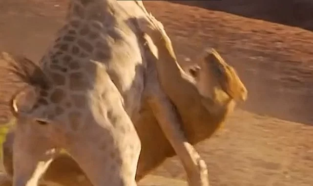 Zürafayı avlamak isteyen aslan, az daha canında oluyordu