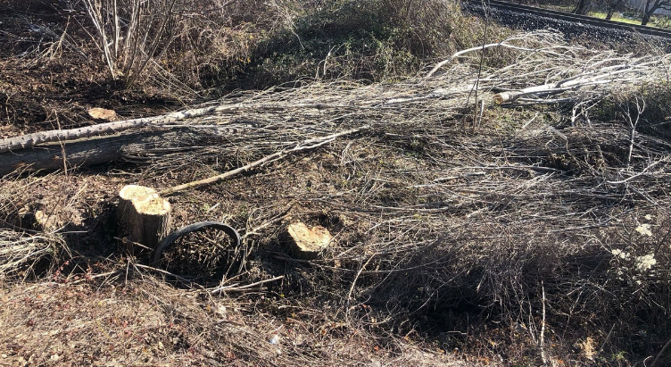 Bilecik'te kestiği ağacın altında kalan kişi öldü