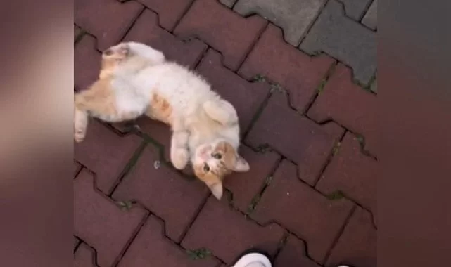 Kendini sevdirmek isteyen kedinin hareketleri sosyal medyada viral oldu