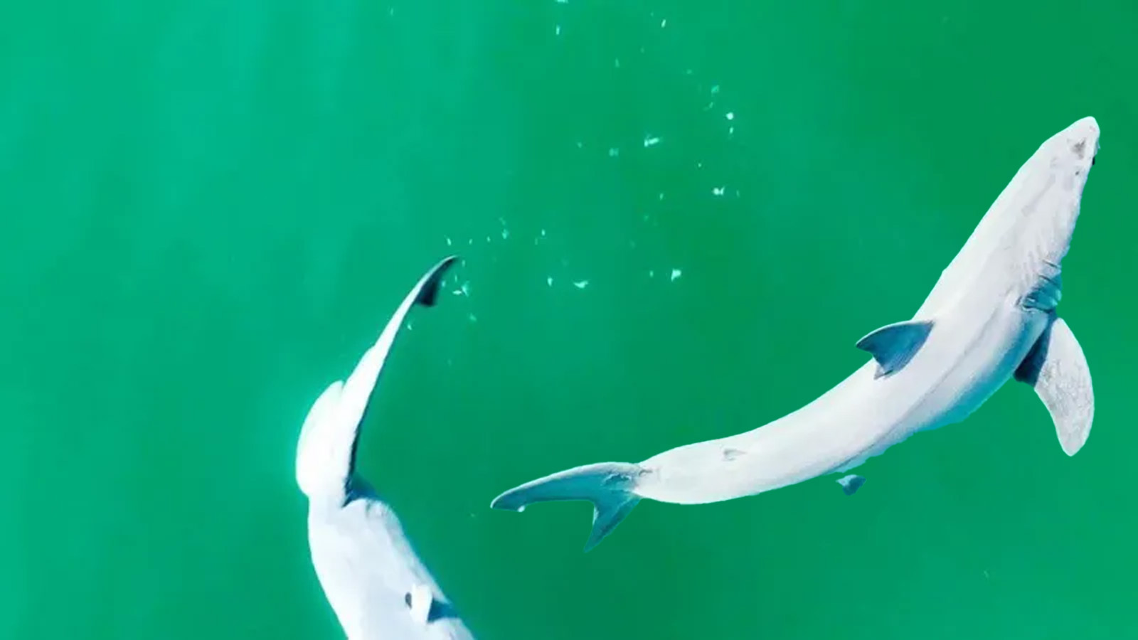 Yeni doğan bir büyük beyaz köpekbalığını, ilk kez bir YouTuber görüntülemiş olabilir