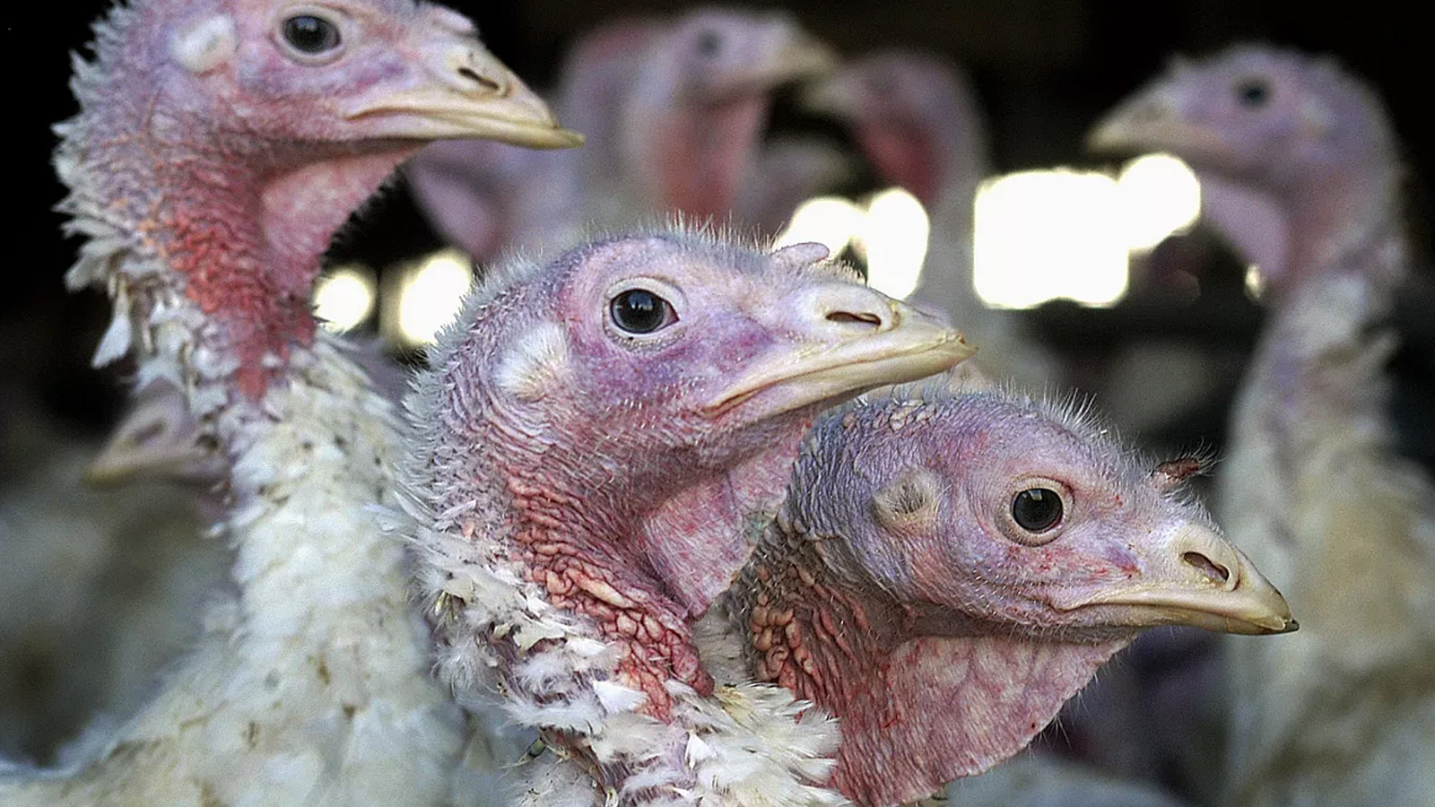 Çin'de 'mutasyona uğramış kuş gribi' nedeniyle bir kişi hayatını kaybetti