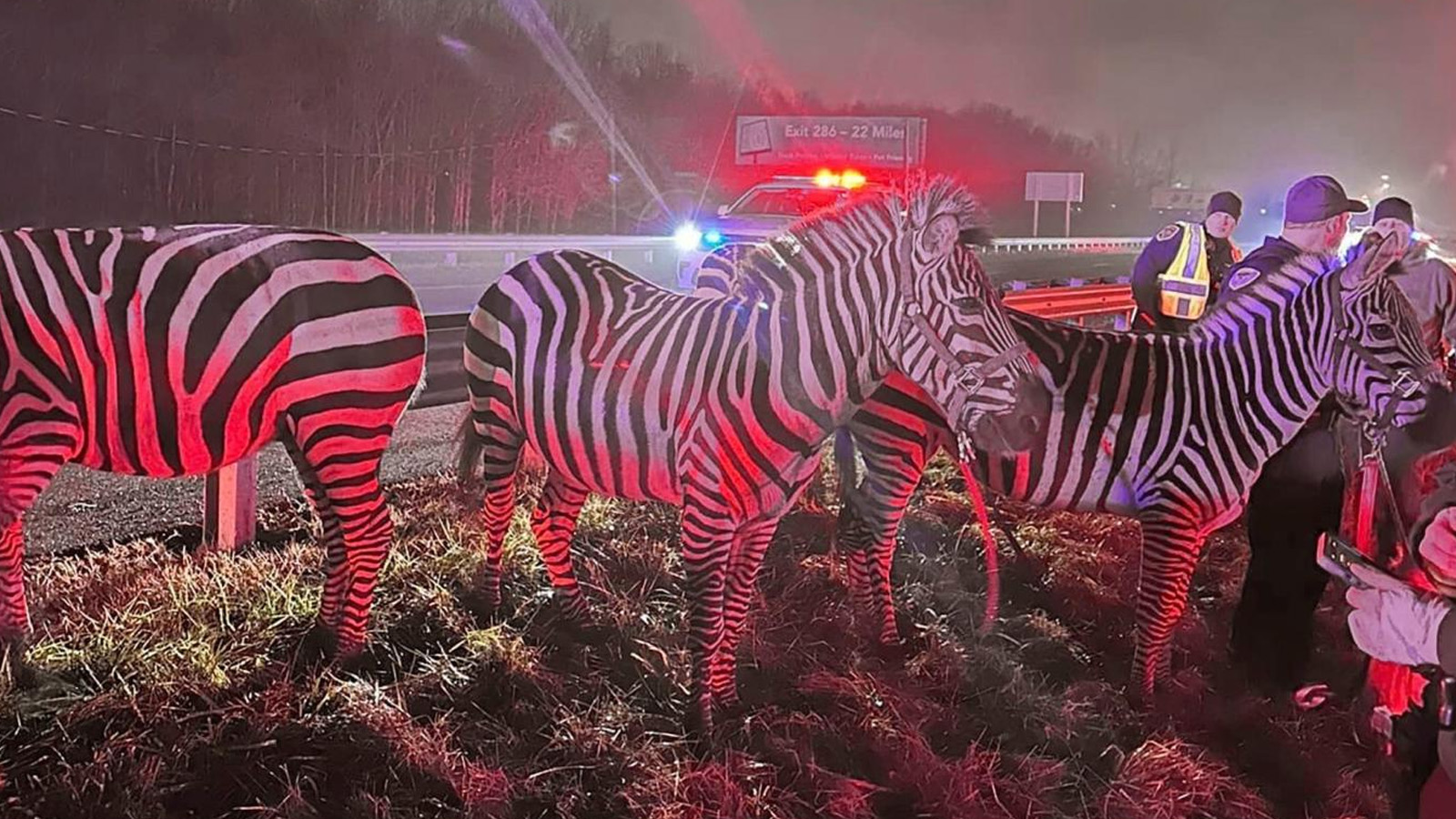 Otoyol kenarında otlayan zebra ve develer görenleri şaşırttı