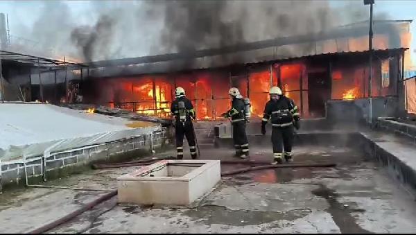 Güvercin otelinde yangın: 300 kuş yanarak öldü