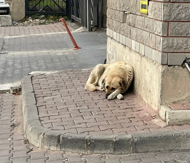 "300 öğrenciyle beş yılda sokak köpekleri sorununu çözeriz"