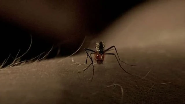 Sivrisinekler en çok hangi kan grubunu seviyor?