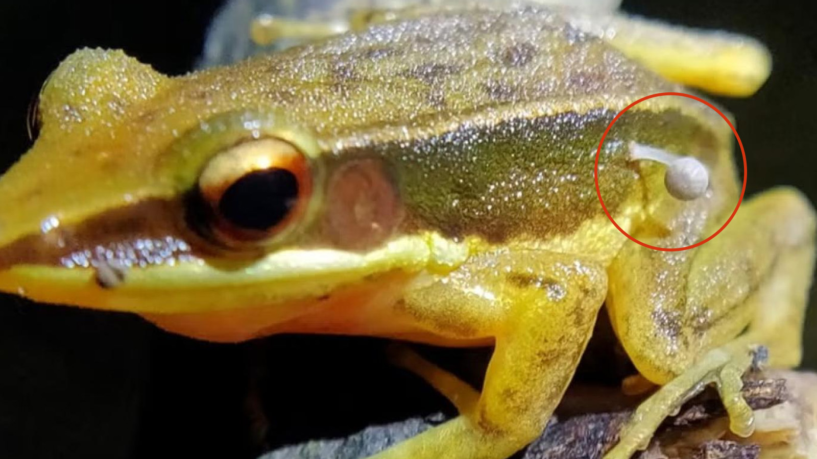 Batı Gat Dağları'nda canlı bir kurbağa üzerinde mantar filizlenmesi keşfedildi