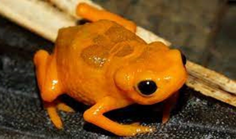 Dünyanın en küçük omurgalısı rekor kırdı: Bezelye tanesinden bile küçük