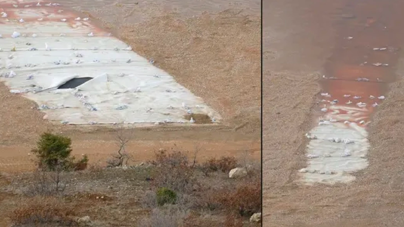 İliç'te siyanür havuzuna su içmek için inen kuşlar ölüyor