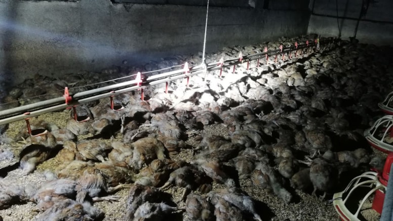 Balıkesir'deki tavuk çiftliğinde yangın: 11 bin civciv telef oldu
