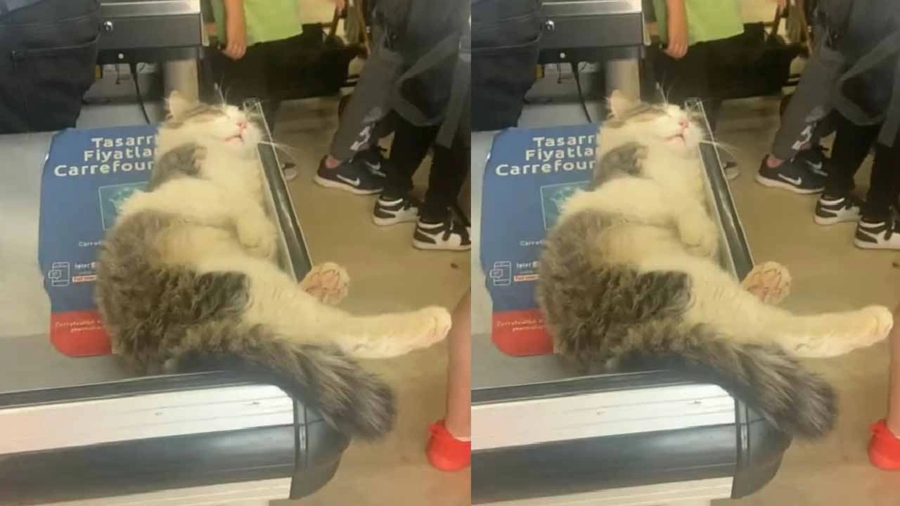 Kedi, marketin kasasında uyuyakaldı