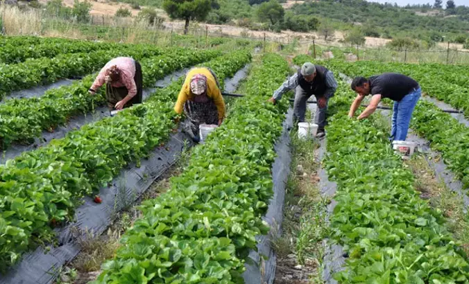 CHP'li Gürer: Tarım ülkesi olan 85 milyonluk Türkiye’de, çiftçi sayısı 2 milyon 177 bine düştü