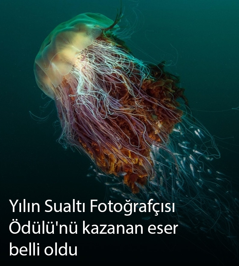 İsveçli Serbest Dalıcı Alex Dawson, "Whale Bones" adlı eseriyle 2024 yılın Sualtı Fotoğrafçısı seçildi