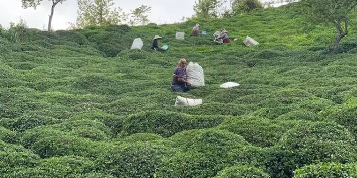 Üretici dün açıklanan çay fiyatlarına ne tepki verdi?