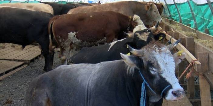 Kurbanlık fiyatları cep yakıyor!