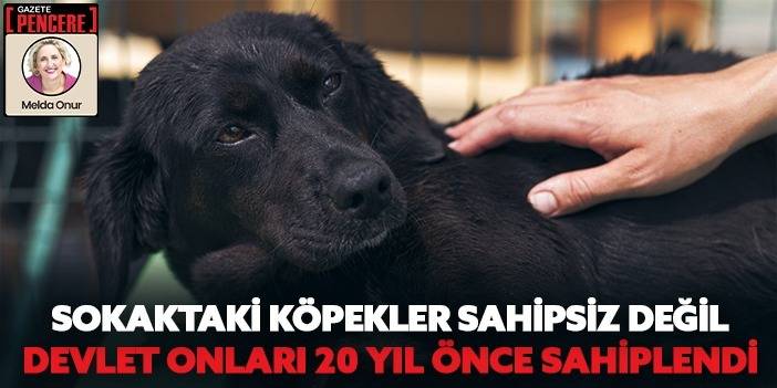 Sokaktaki köpekler sahipsiz değil, Devlet onları 20 yıl önce sahiplendi