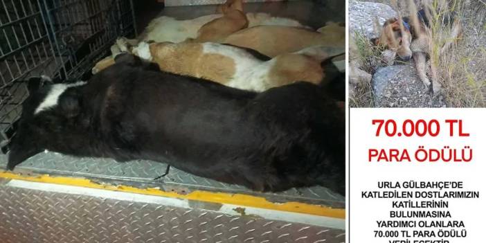 İzmir’de 6 köpeği zehirleyenleri bulana 70 bin TL ödül verilecek