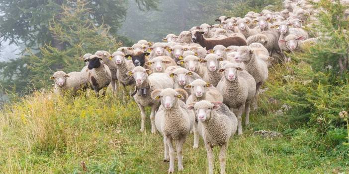 Van'da 28 koyun peş peşe uçurumdan atladı