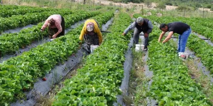 Çiftçiye destek değil köstek düzeni: Yem ve gübreye KDV artışı gündemde