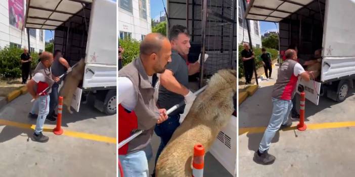 Arnavutköy Belediyesi'nin kanun çıkmadan sokak köpeklerini topladığı ortaya çıktı