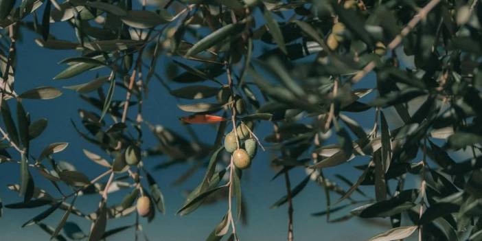 Zeytinlikleri madenciliğe açan yönetmeliğe Danıştay freni: Yönetmelik değişikliği iptal edildi