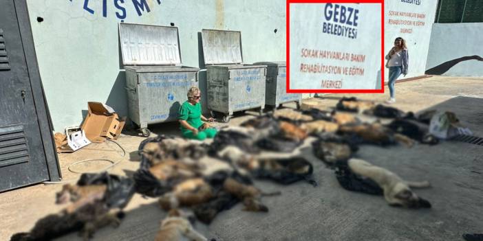 Gebze'de korkunç görüntüler: Çöp kutusundan ölü ve baygın köpekler çıktı