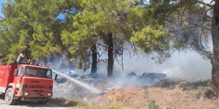 Aydın'da orman yangını