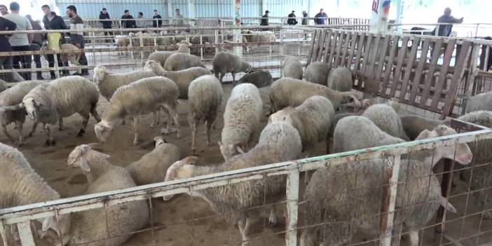 İstanbul Vakfı’nın kurban bağışı kampanyası başladı: Hisse bedeli 17.500 TL