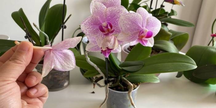 Orkide bakan herkesin bilmesi gerekiyor; Açmayan orkideyi açtırma tüyosu