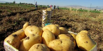 Gürer: Patates iki üç yıldır AKP’nin anlayışıyla çöp oluyor