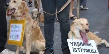 Bursa'da bir sürücü köpeği ezdi olay yerini terk etti