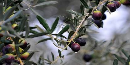 Zeytin ağaçlarıyla ilgili 10 bilgi. Bakın bilinmeyen o gerçeklerler neler