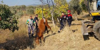 İzmir'de su kuyusuna düşen yılkı atı kurtarıldı